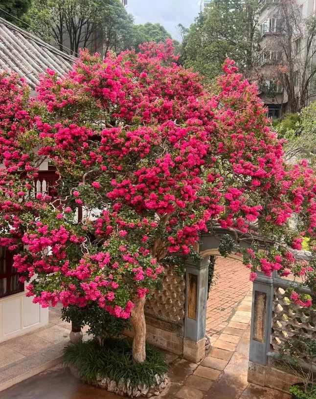 紫薇夹竹桃石楠花优价销售处理顺丰包邮