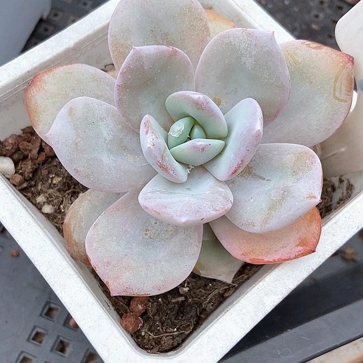 多肉植物韩版奶茶960