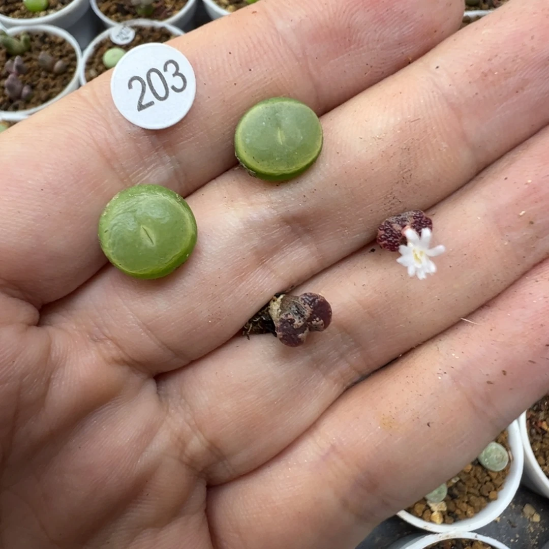 林***琦修修专拍4颗脱土203000