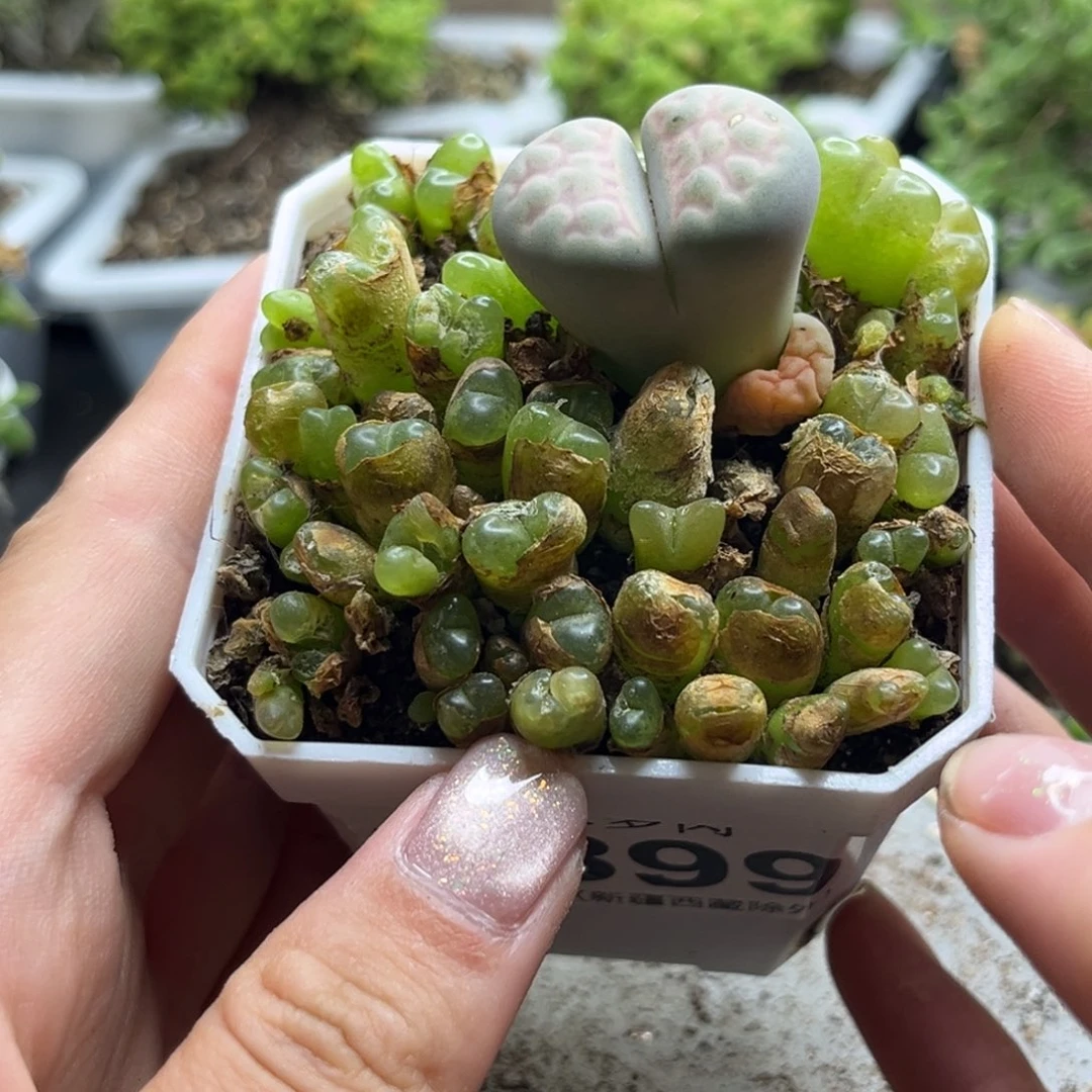 毛汉尼 899。
