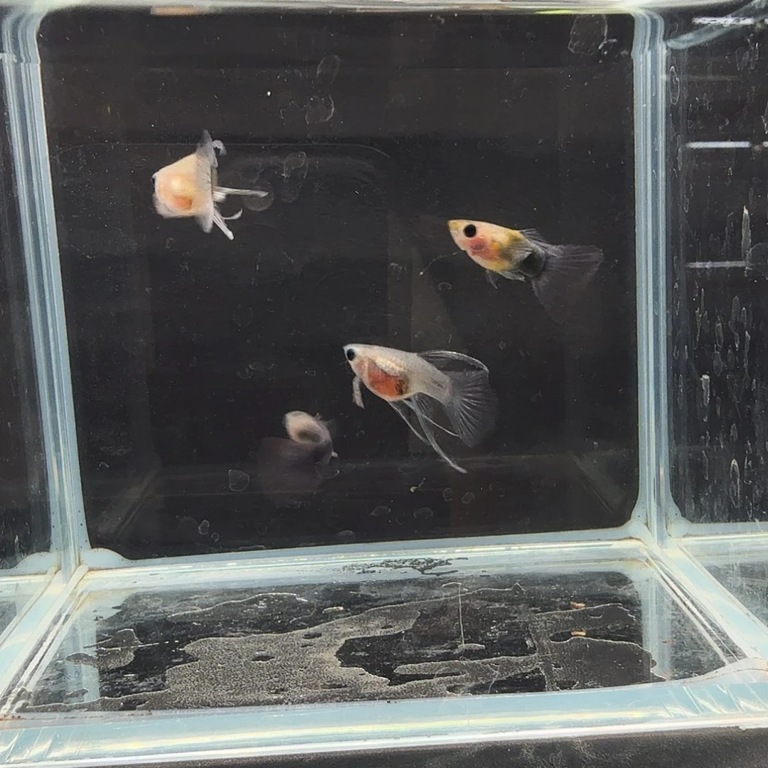 孔雀鱼蓝礼服玻璃猫大C两对