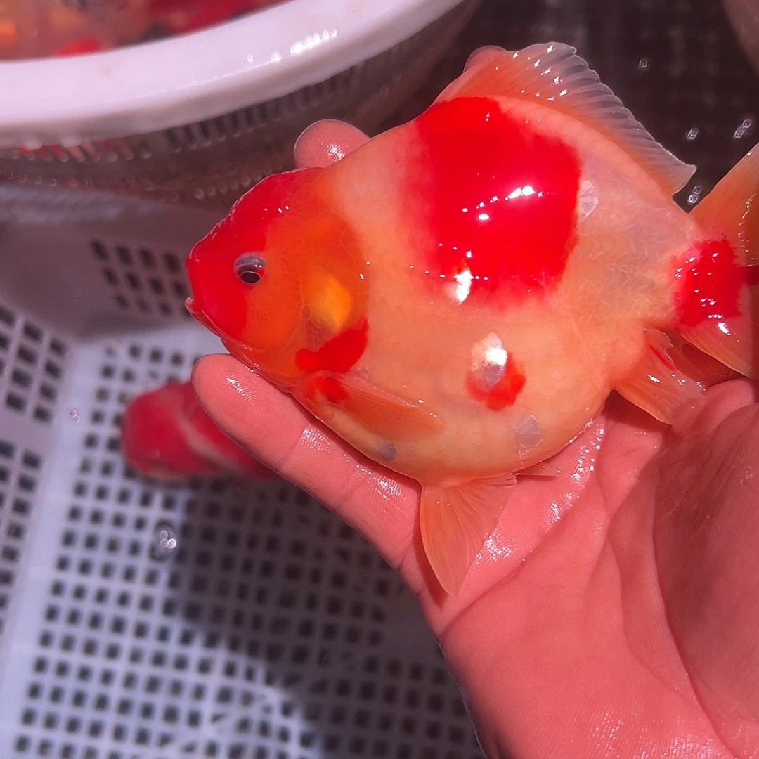 海水鱼短尾将军泰狮