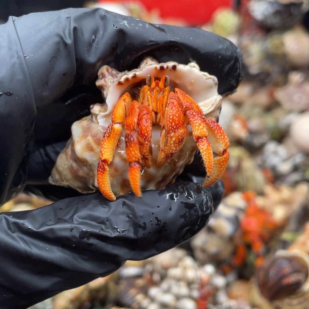 不退不换谢谢支持16