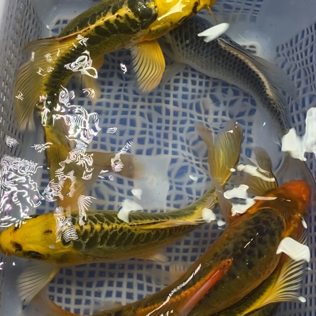 锦鲤冷水锦鲤包邮