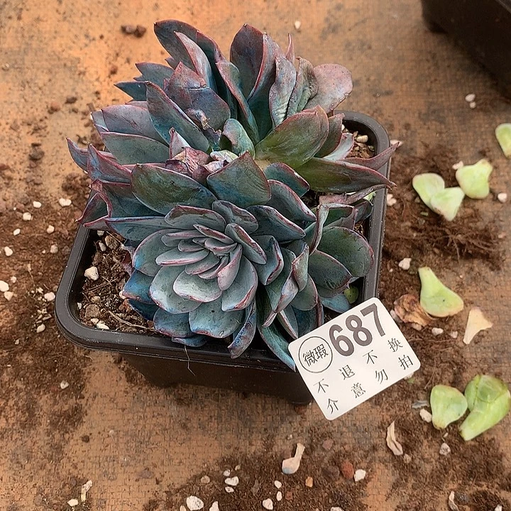 布鲁兰朵朵缀 屁股丑 多肉植物9.28号发