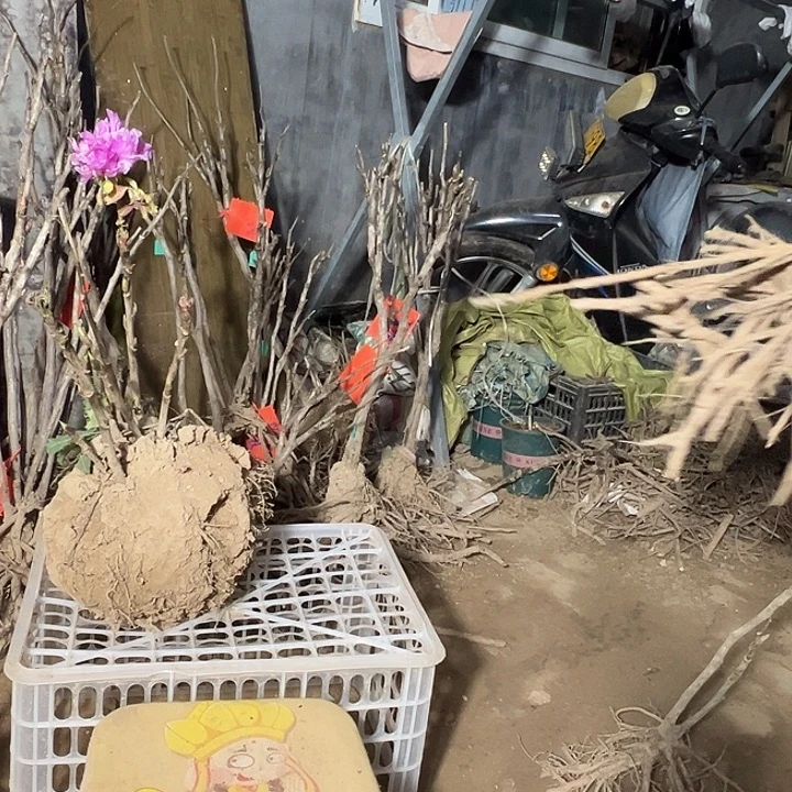 人***较完全开放岛锦大颗