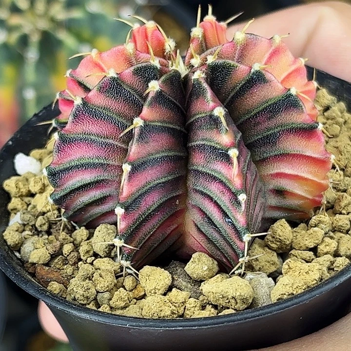 半神肋骨一物一拍01