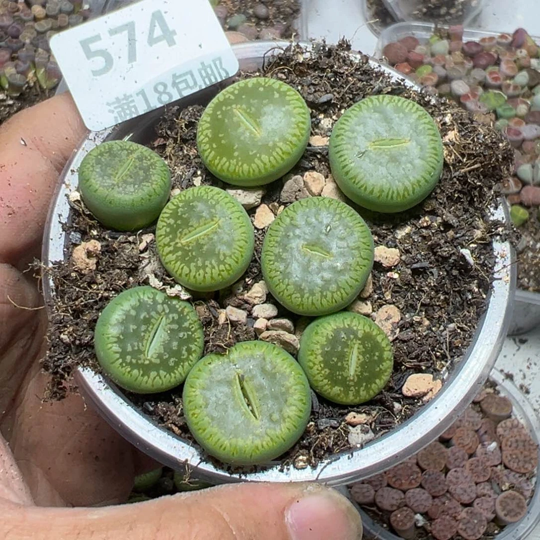 【闪购商品】 574。