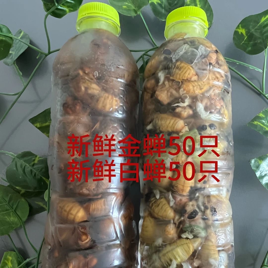 【顺丰包邮】金蝉+白蝉组合装知了猴鲜活速冻急速锁鲜