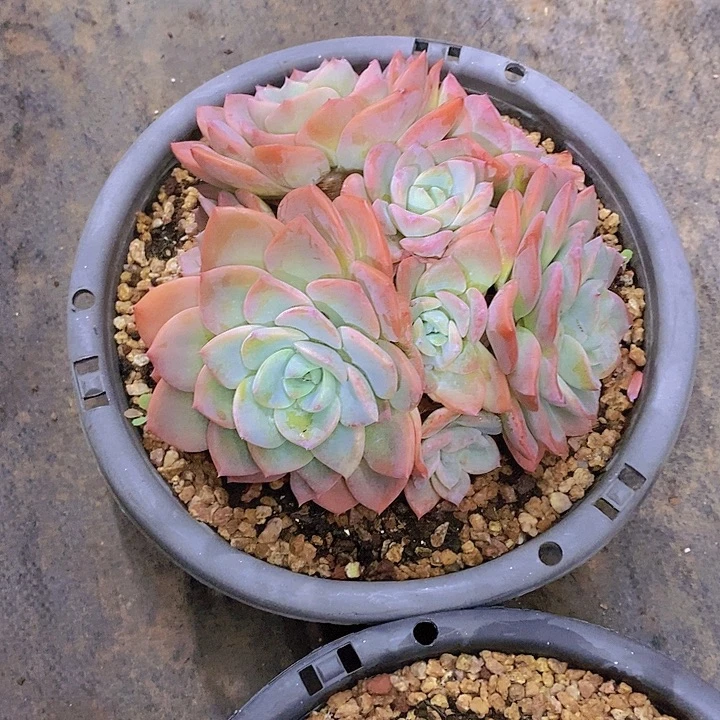 单***丹粉之妍多肉植物大群