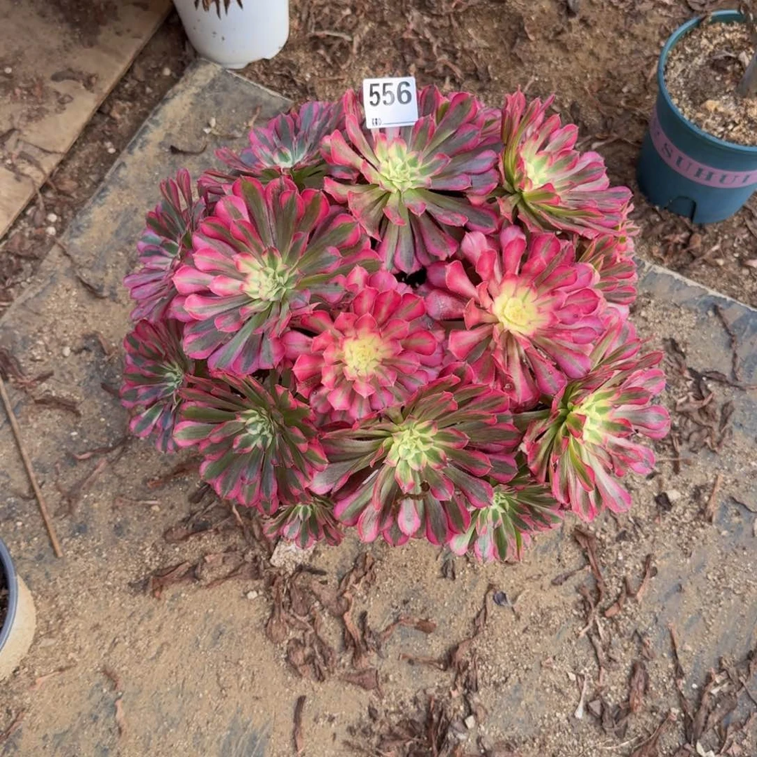 556红铜多肉植物