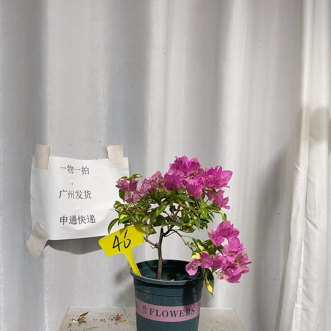 当前无花栽培后可以开花46金心双色扦插牙签苗