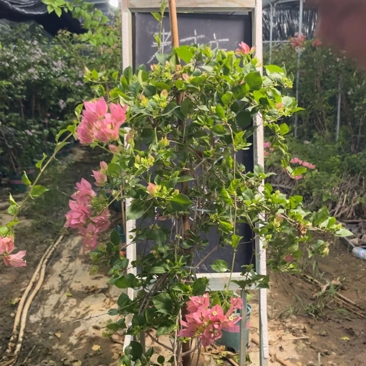 无花朵三角梅三角梅67