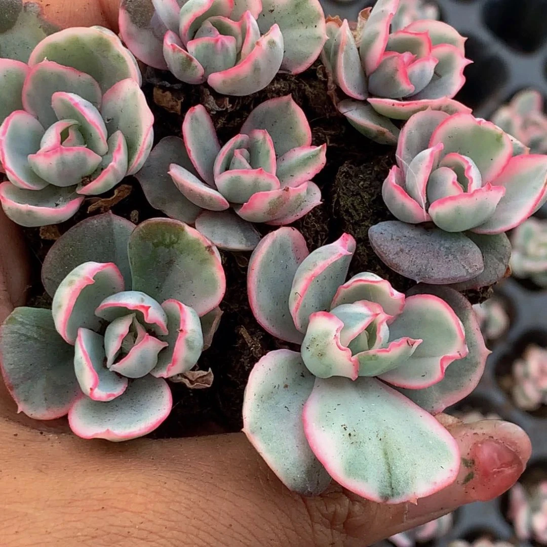 （满9.99包邮）伯克利锦 小 2cm 猫小姐多肉