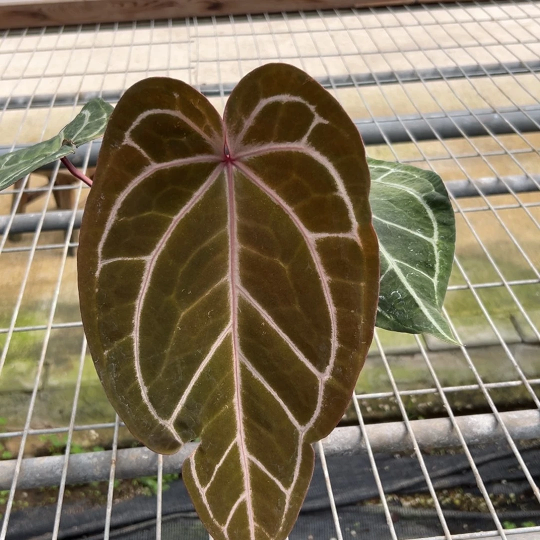 陈***计不开花植物福利红水晶（新叶微瑕）