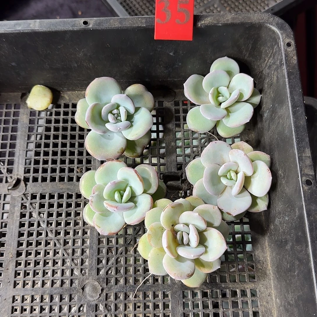 5颗单头韩版奶茶一物一拍35