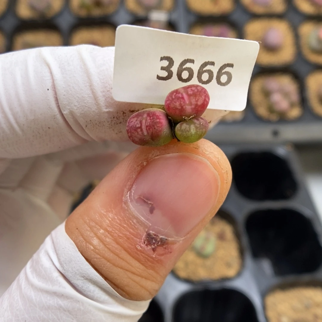 多肉植物肉锥杂交K-3666