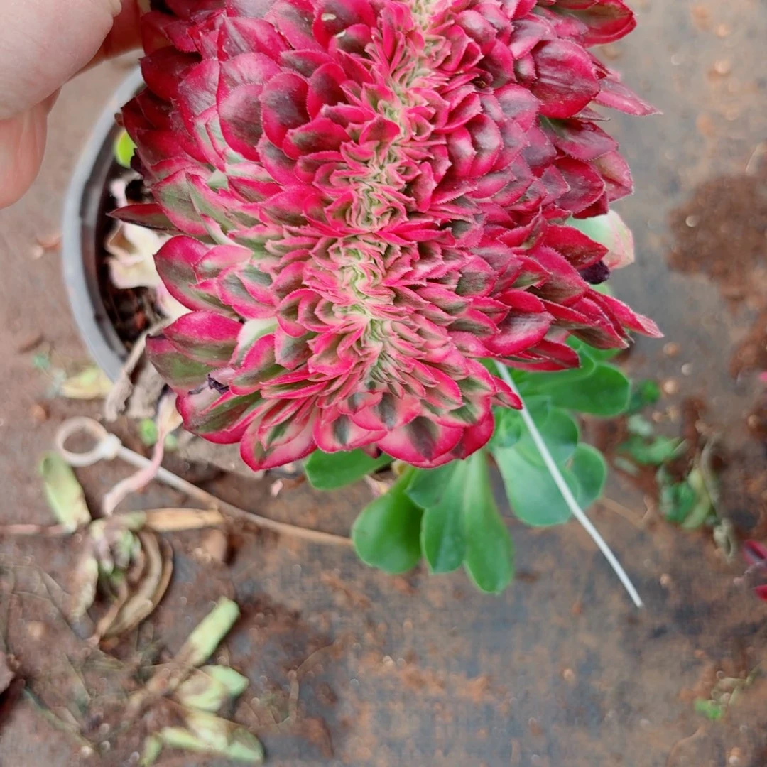 嗯712 号多肉法师植物清棚