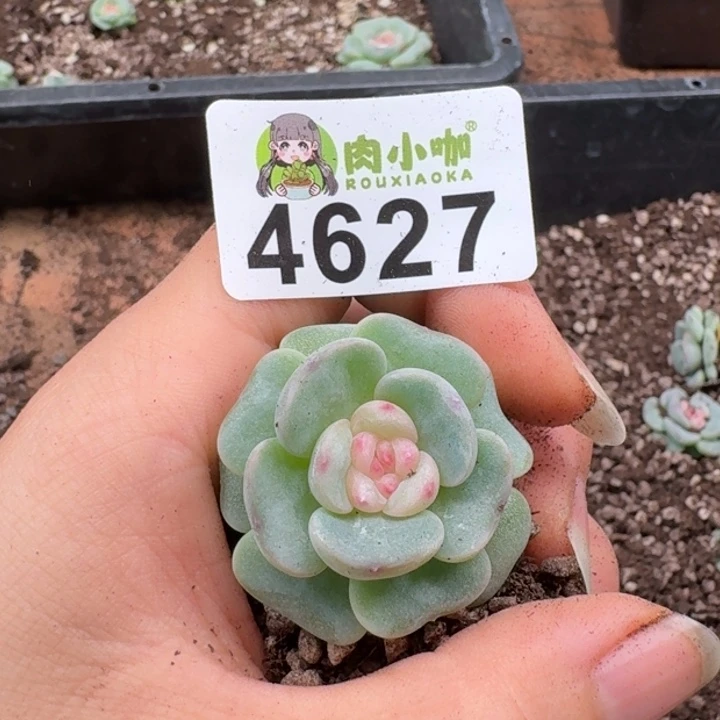 多肉植物多肉植物