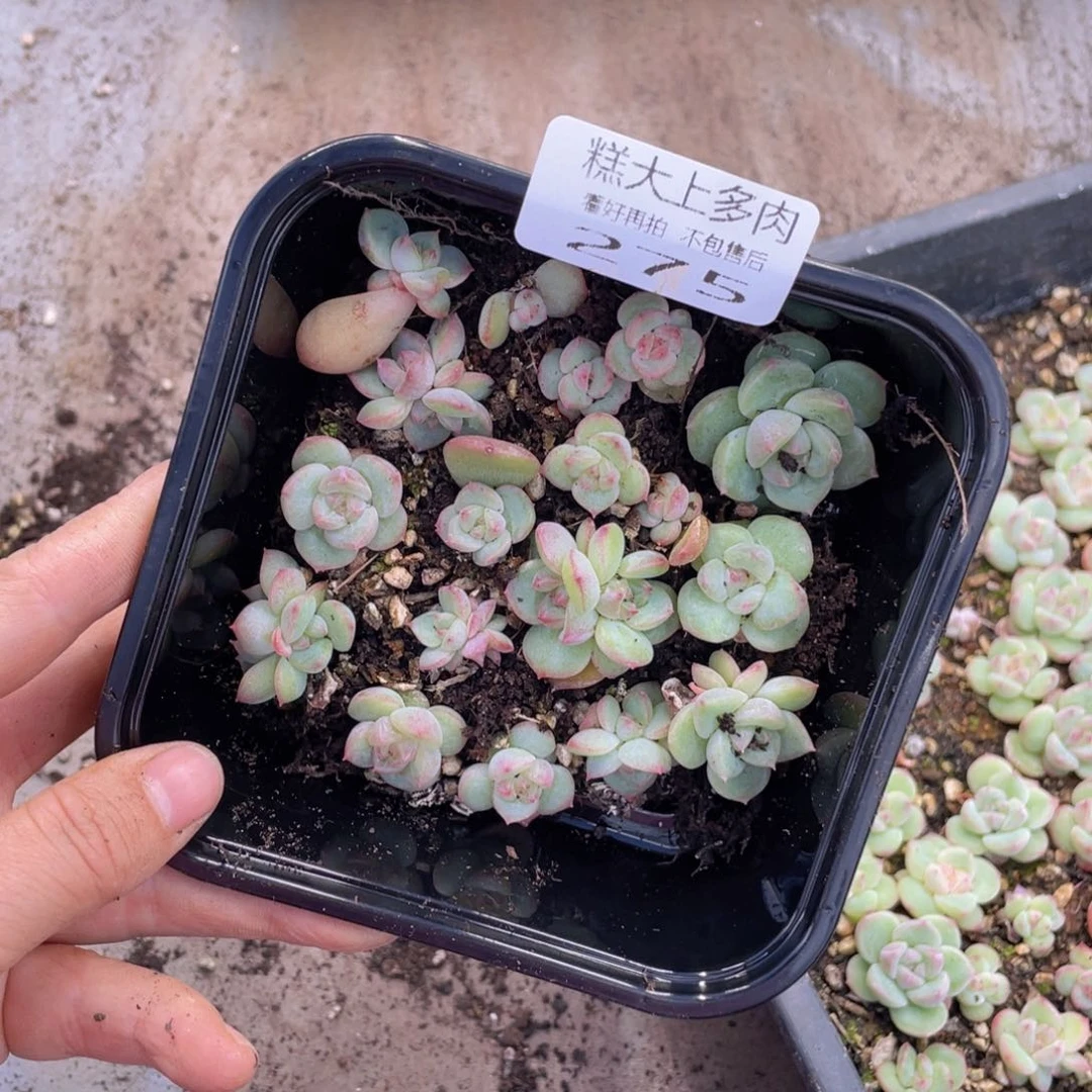 糕大上多肉植物275