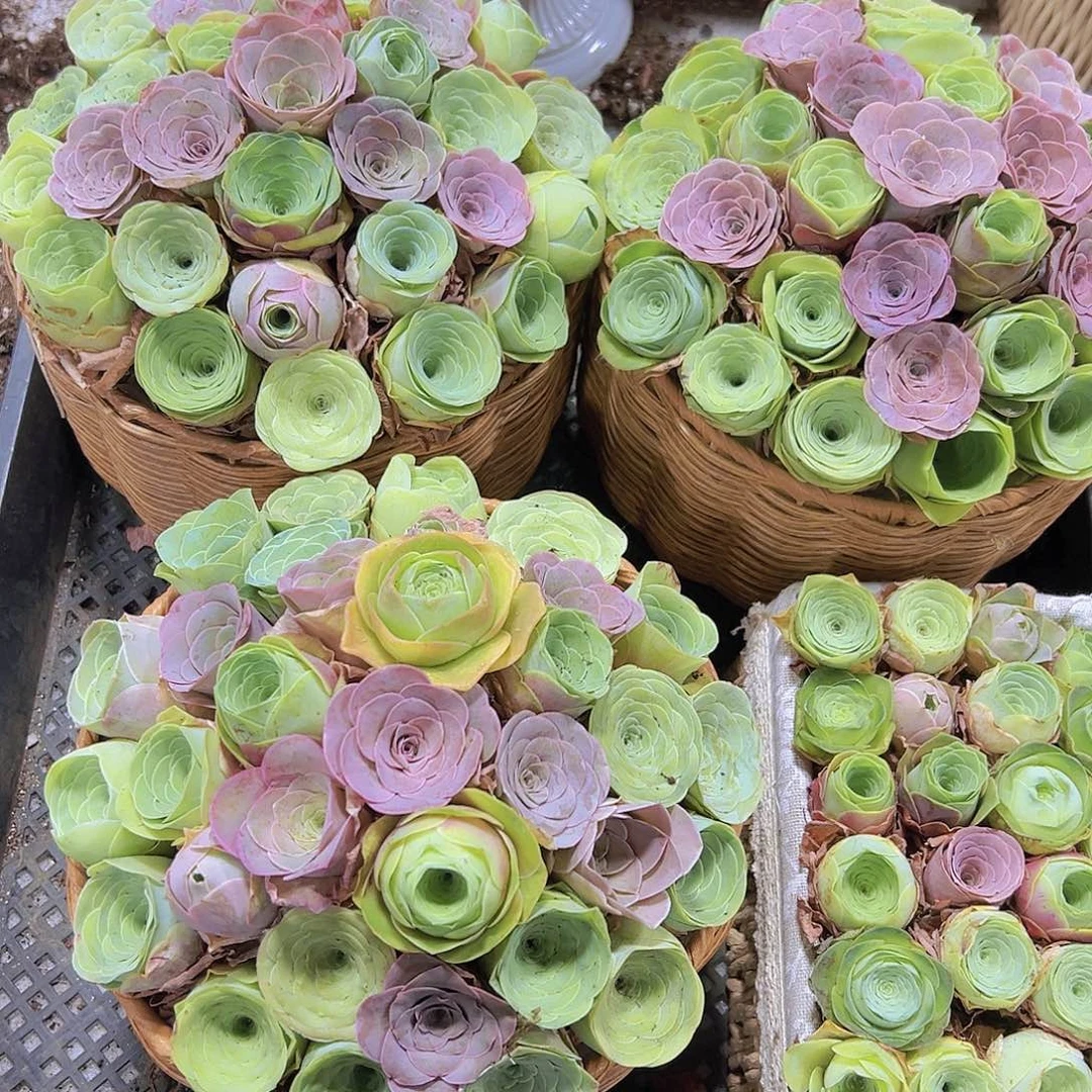 20厘米大圆框30颗起做好发货