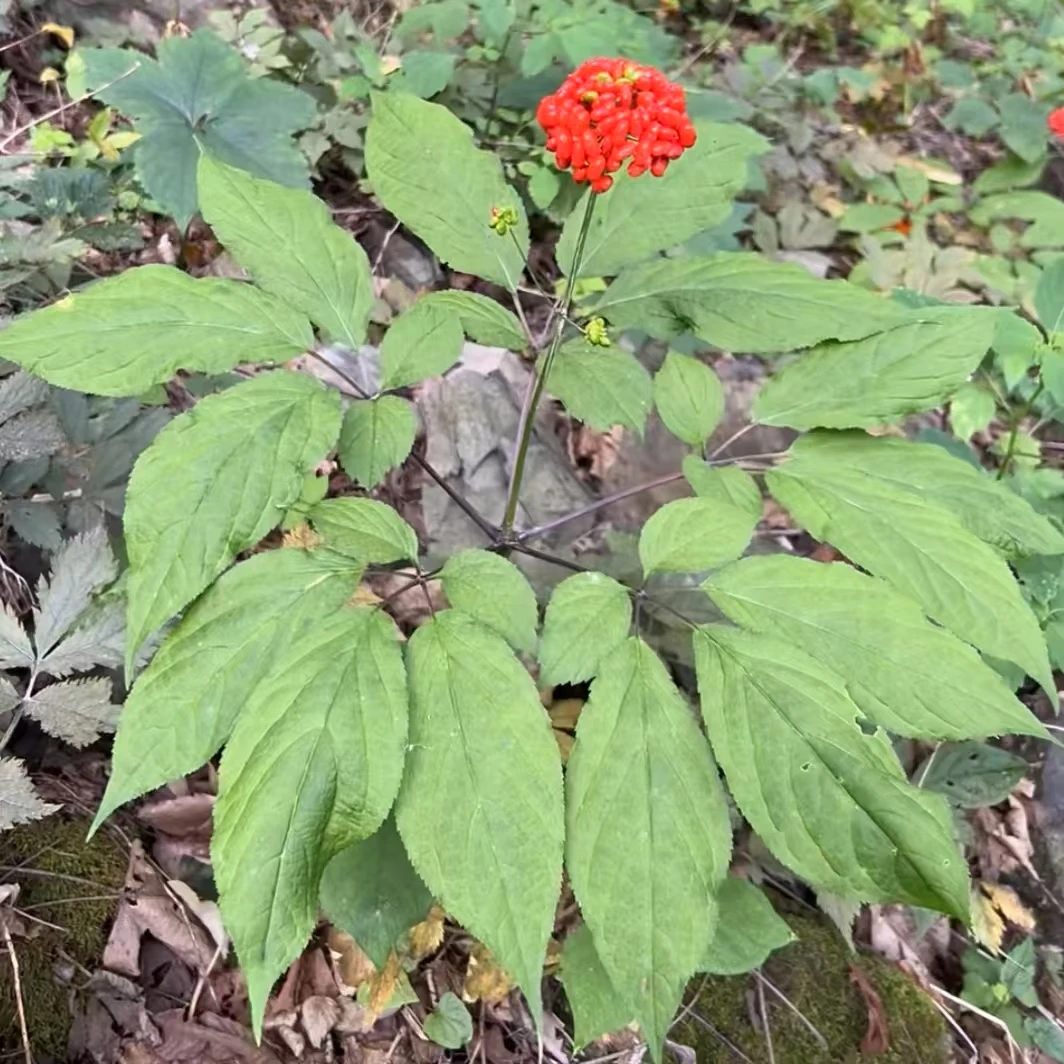 人参长白山集安边条参盆栽苗带土室内绿植