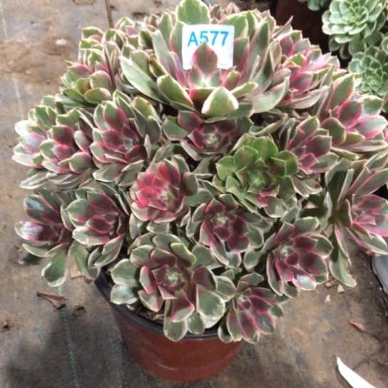 梦***雪无花朵浣纱法师多肉植物577号