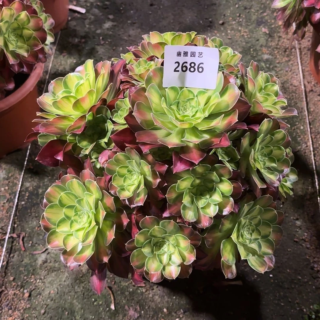 多肉法师韶华2686