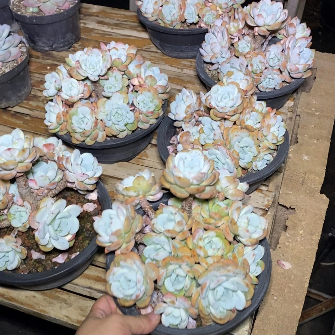 啊军喵多肉冷香群