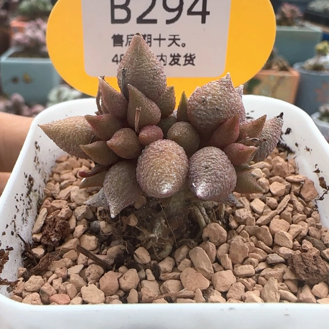 小辣椒。    294。