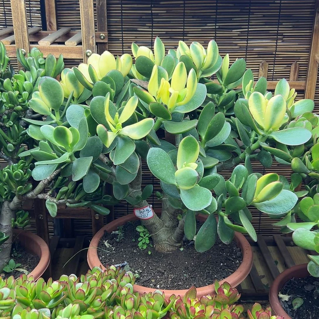 新花月锦一物之拍多肉植物