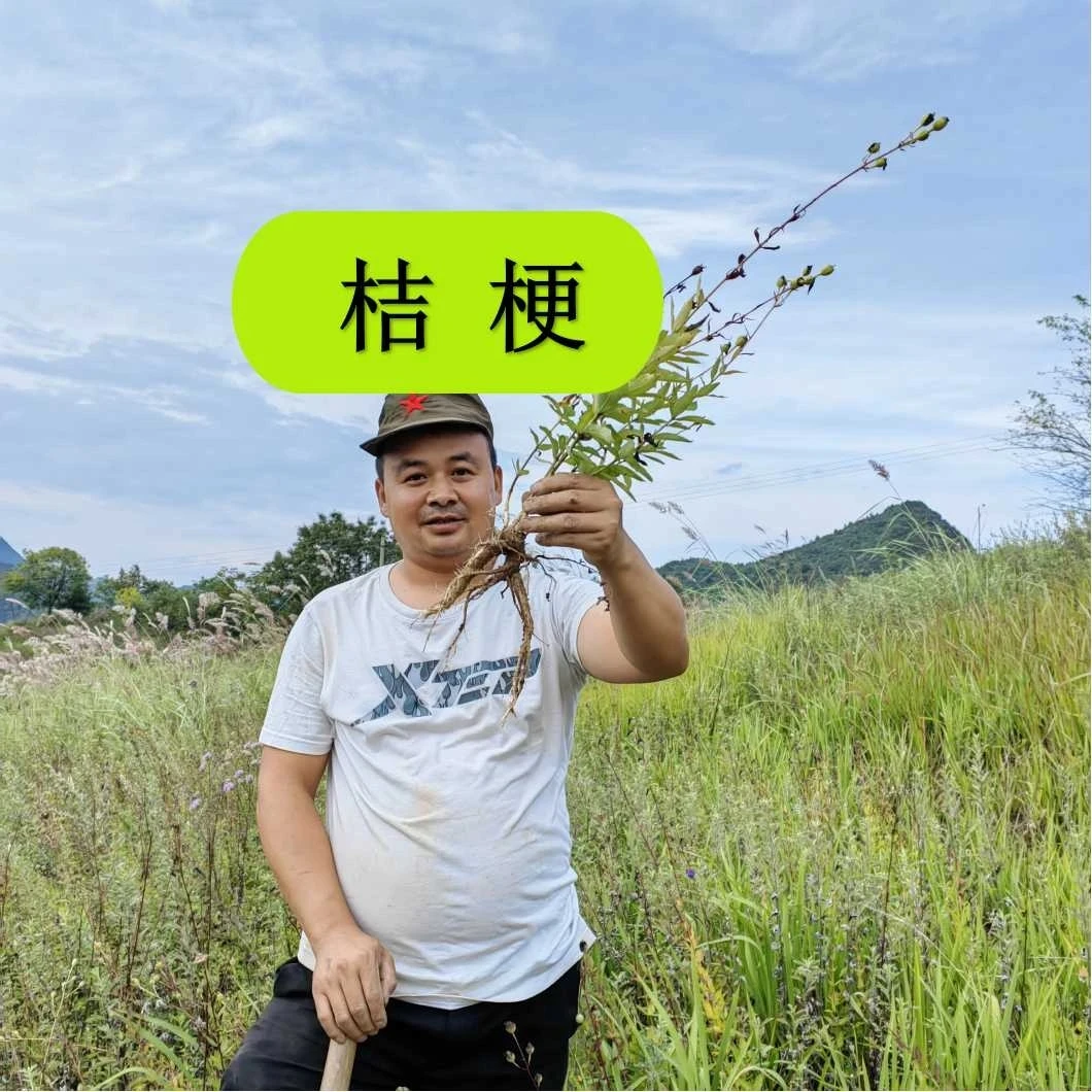 桔梗  甘肃野生桔梗  假一赔十
