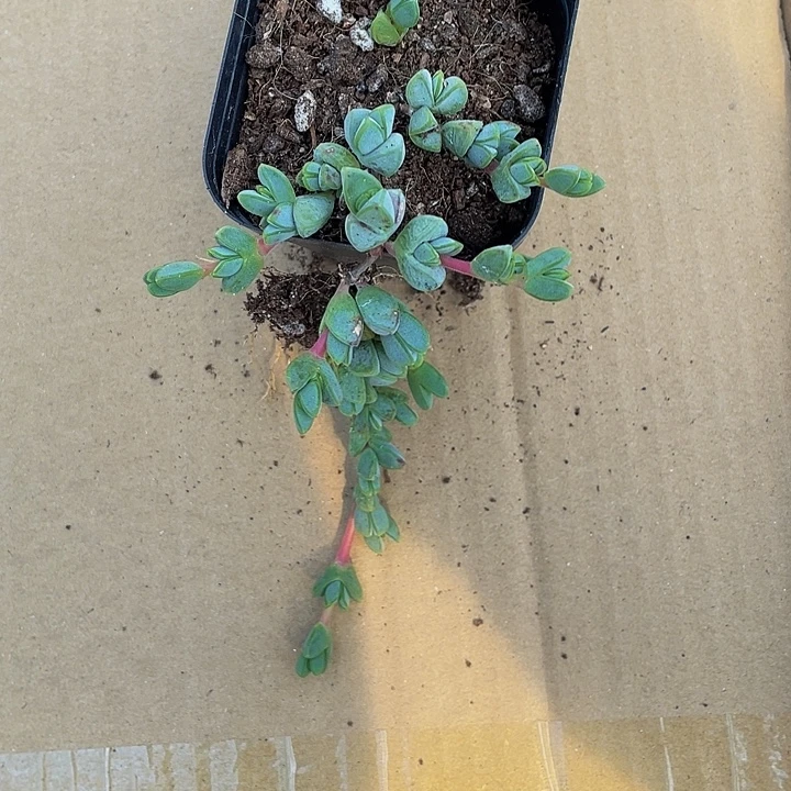 碧玉连带盆土发货