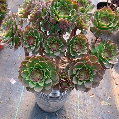 723万圣节大桩多肉植物