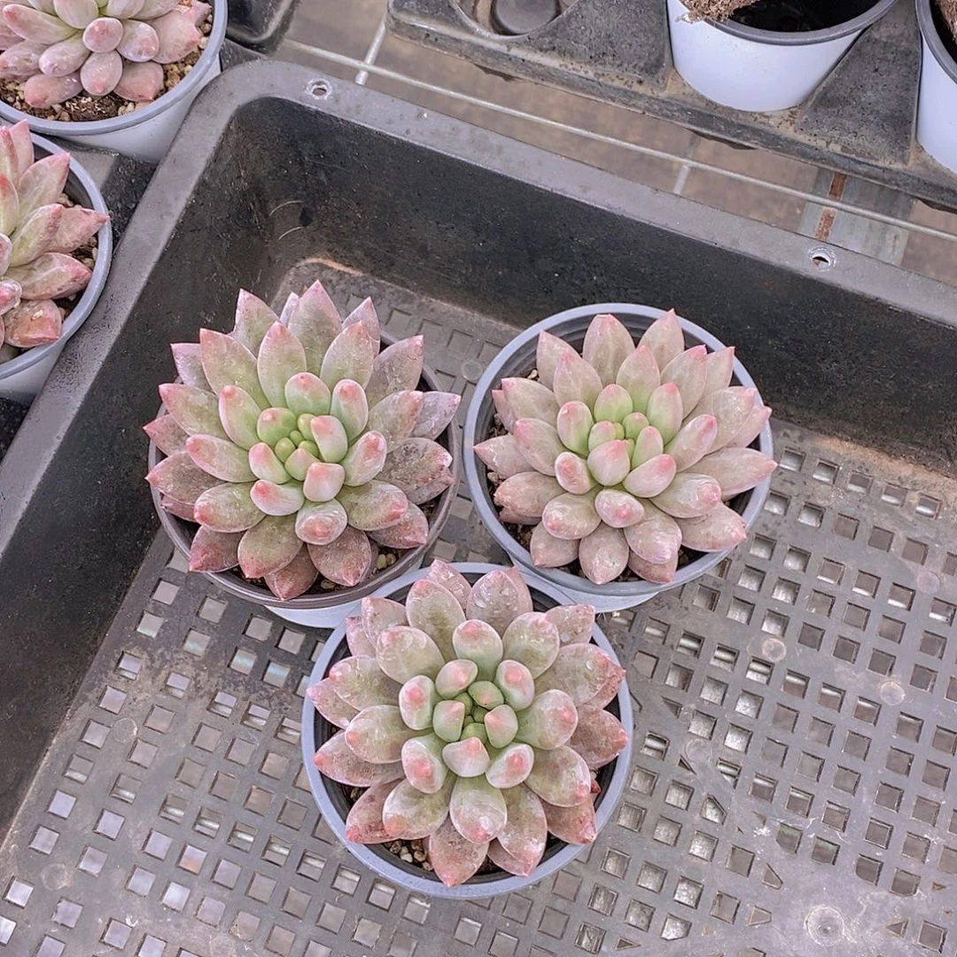 不一样的胖虞美人单头福利3颗