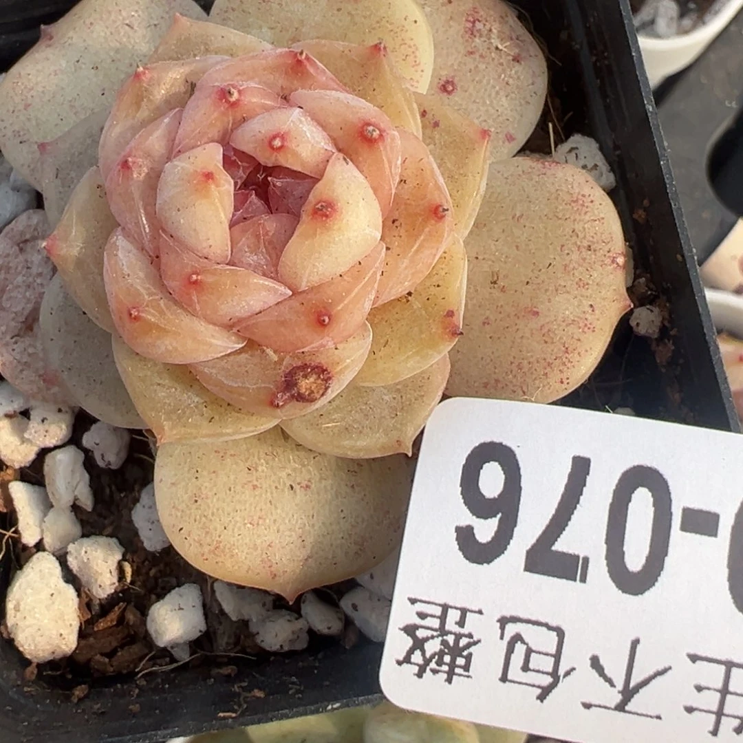 小卡拉米糖心一物一拍19-76