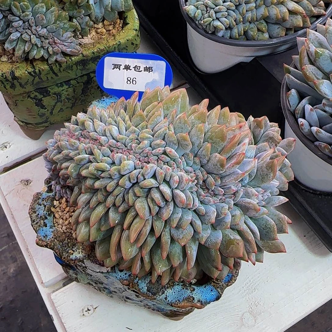 86-精品母本紫皮星影缀一个