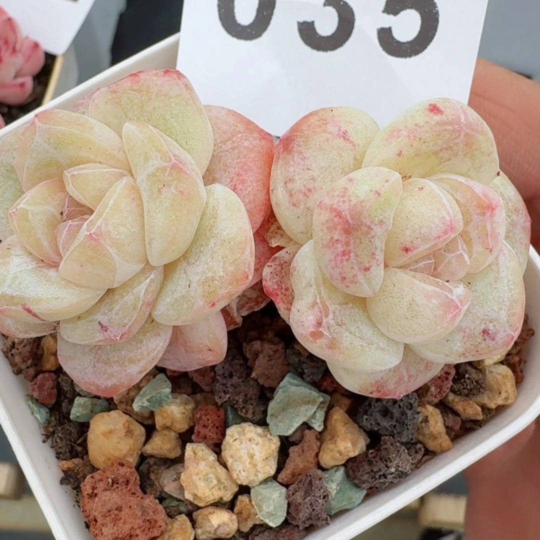 石化冰玉白体      愿你一路坦途，乘风破浪展宏图