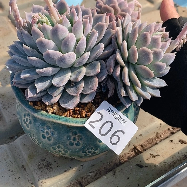 206 多肉植物盆栽花卉