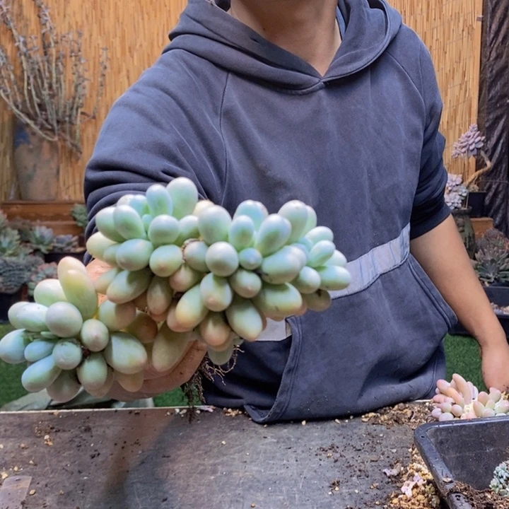 猫***️492号汤圆多肉植物