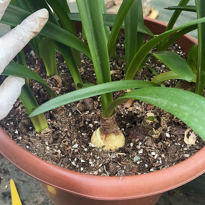 无花朵朱顶红小青龙4厘米左右发一颗