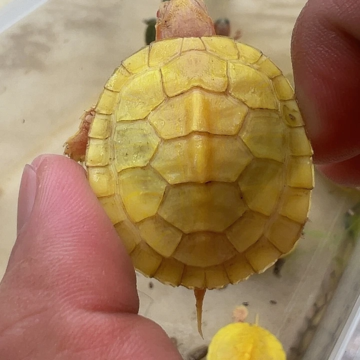 绿毛龟母巴西龟1111