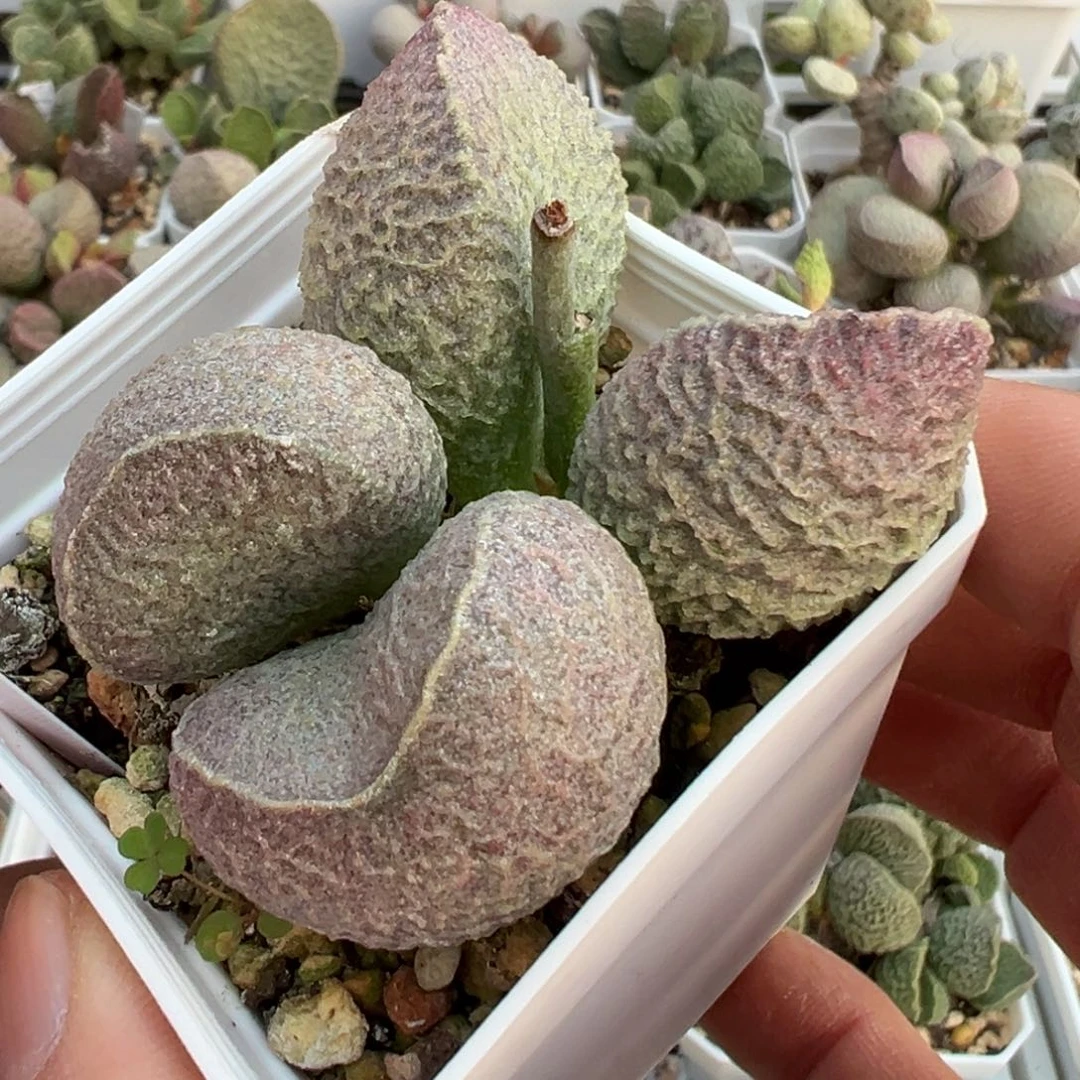 一头丸叶一头楞叶哈默猪肝多肉植物