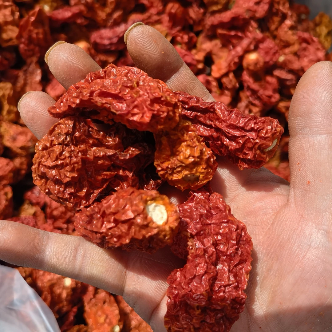 云南德宏涮涮辣魔鬼辣象鼻辣傣族特产特辣（干辣椒）