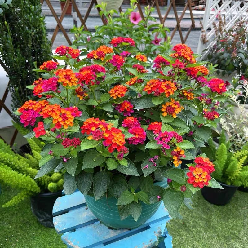 五色梅盆栽 马缨丹 耐热耐晒花期长多年生木本阳台庭院花卉 包邮