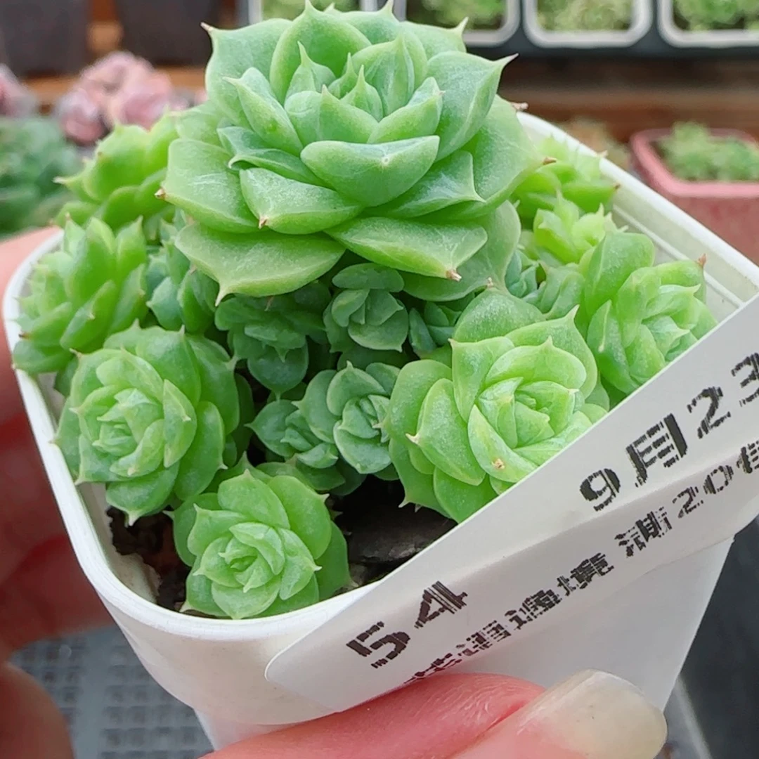 花语逸镜0923-54整