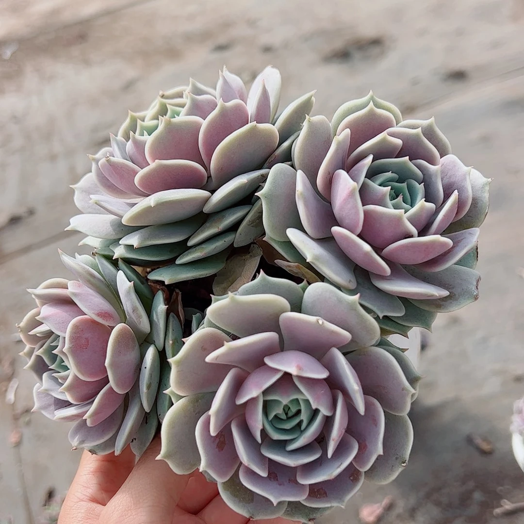 露娜莲多头群生老桩