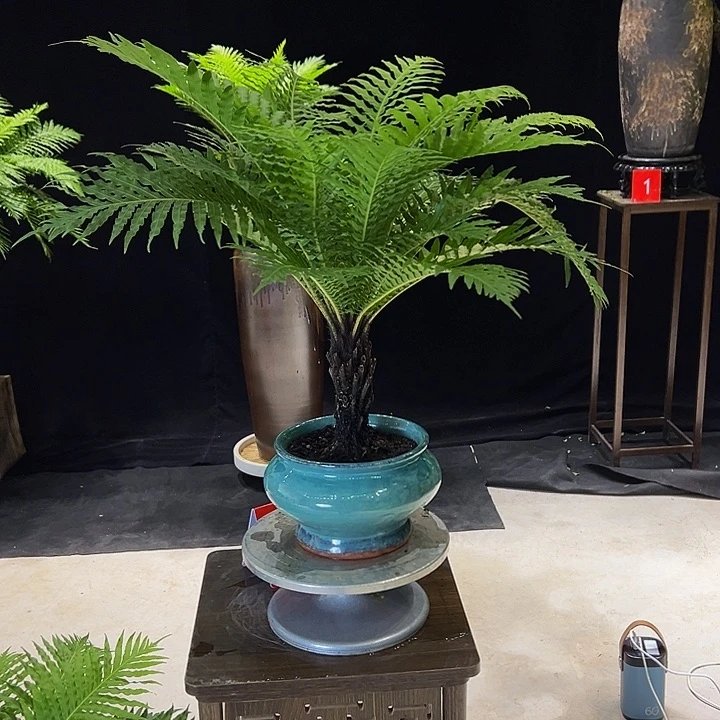 王***店完全开放桌面2356678890