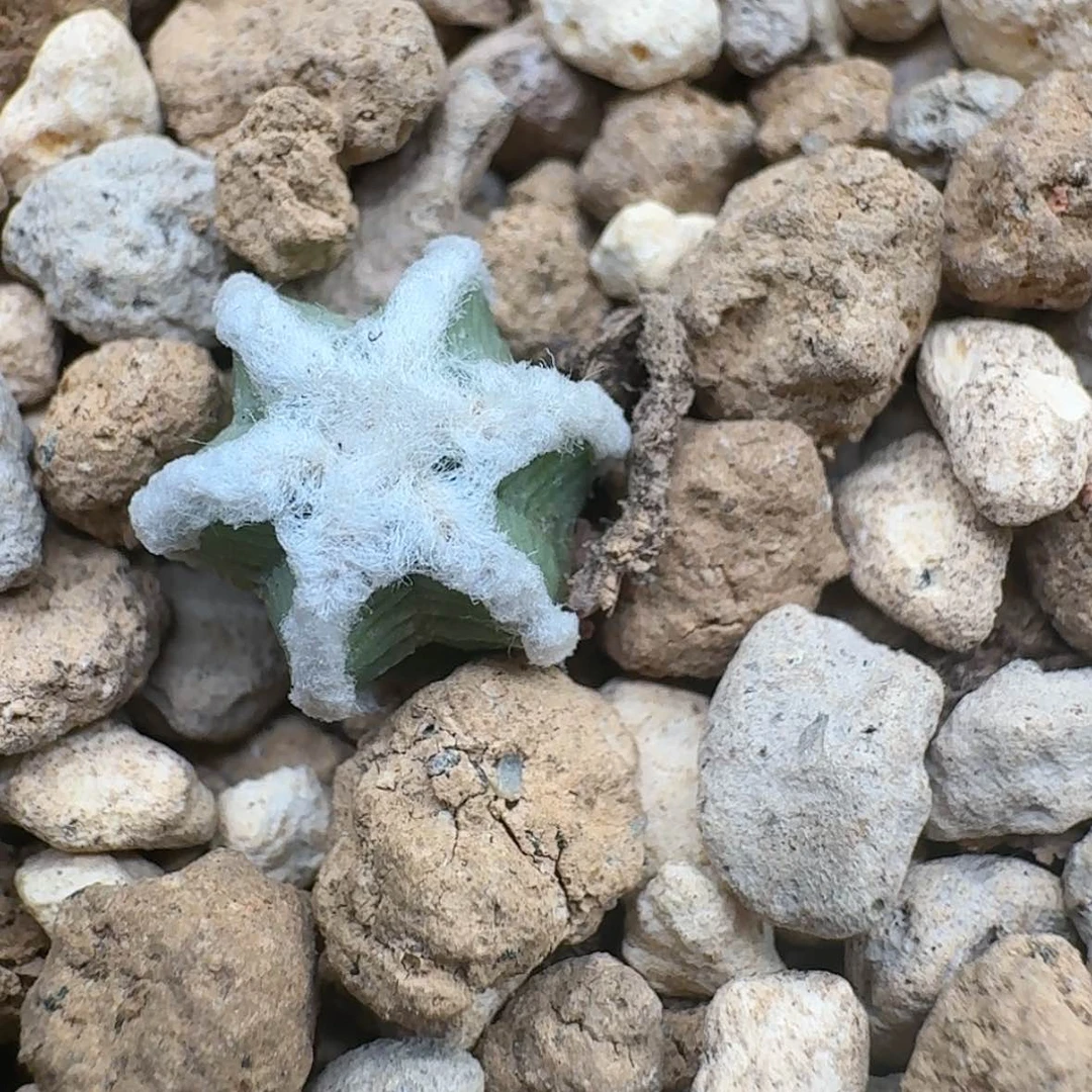 【闪购商品】实生辛顿花笼哈哈哈