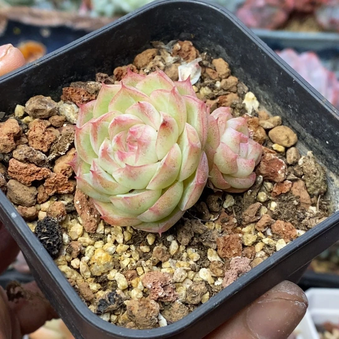 女王玫瑰控养双头一物一拍